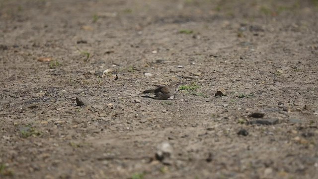 Bewick's Wren - ML553552511