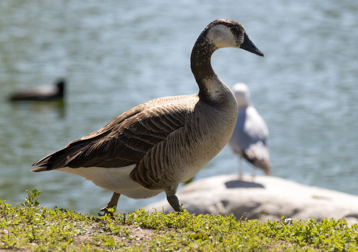 tamgås (domestisert Anser sp.) x kanadagås (hybrid) - ML553552711