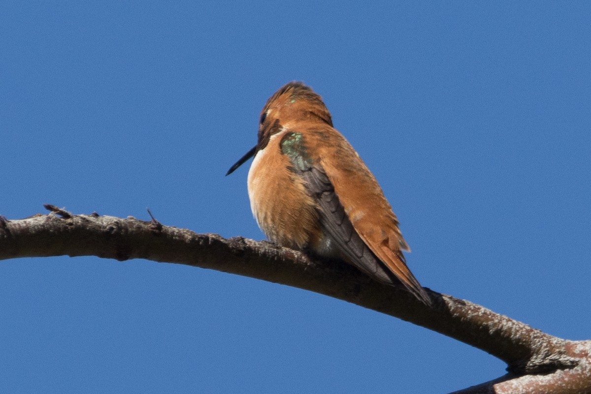 Rufous Hummingbird - Braxton Landsman