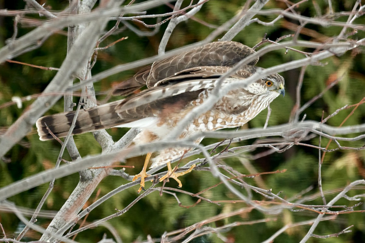 Sharp-shinned Hawk - Patrice St-Pierre