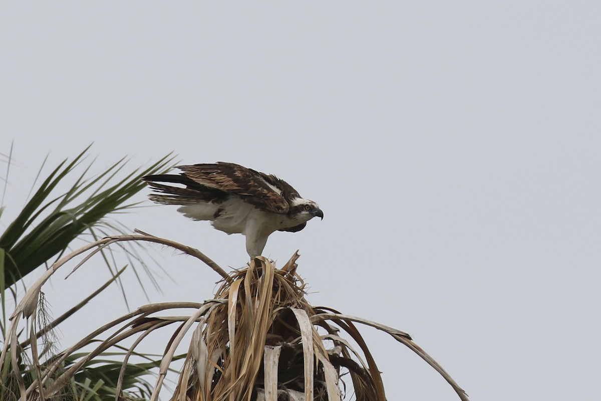 Águila Pescadora - ML553553451