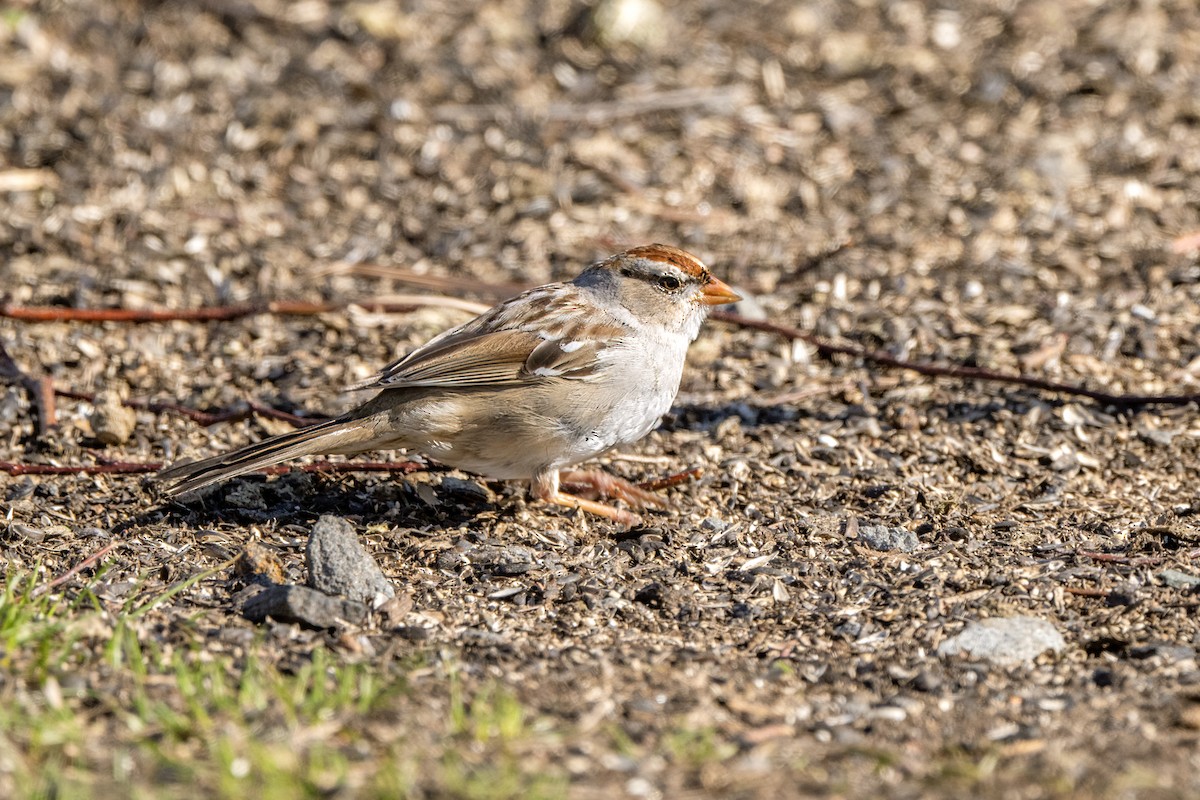 White-crowned Sparrow - ML553553901