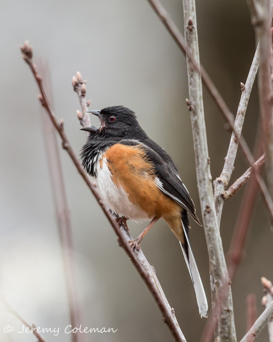 Eastern Towhee - ML55355501