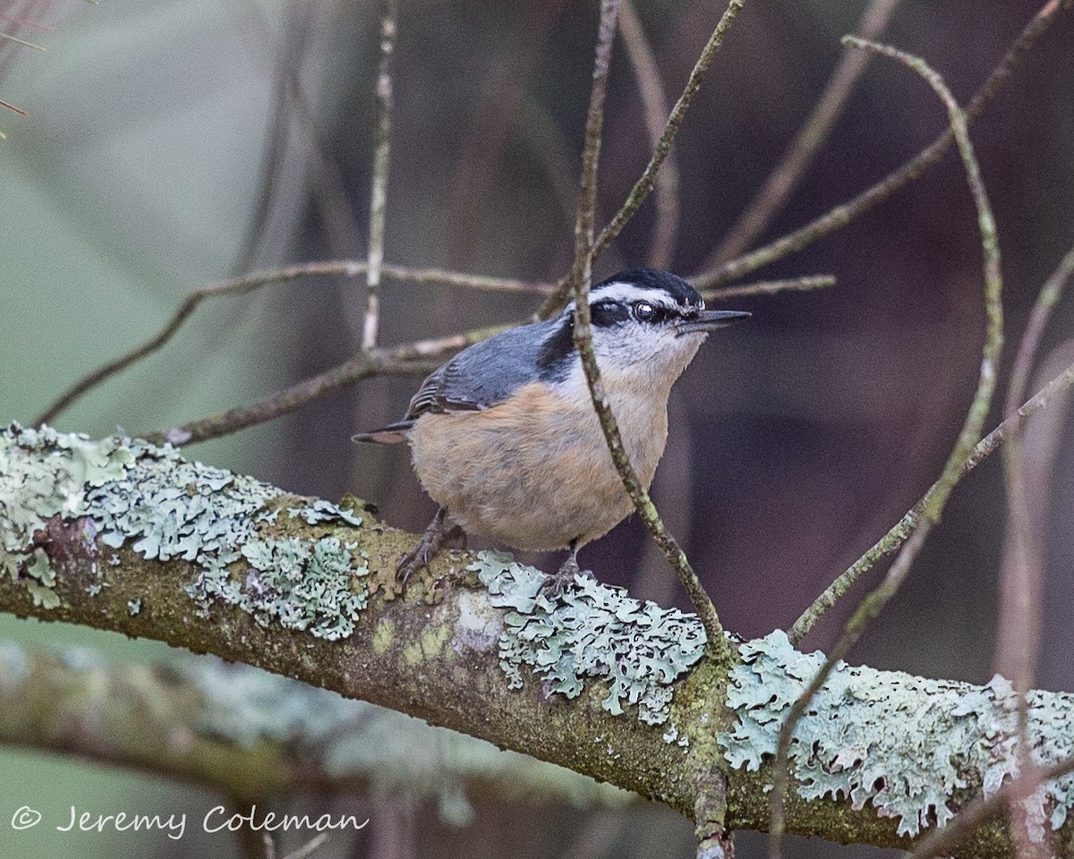 Red-breasted Nuthatch - ML55355541