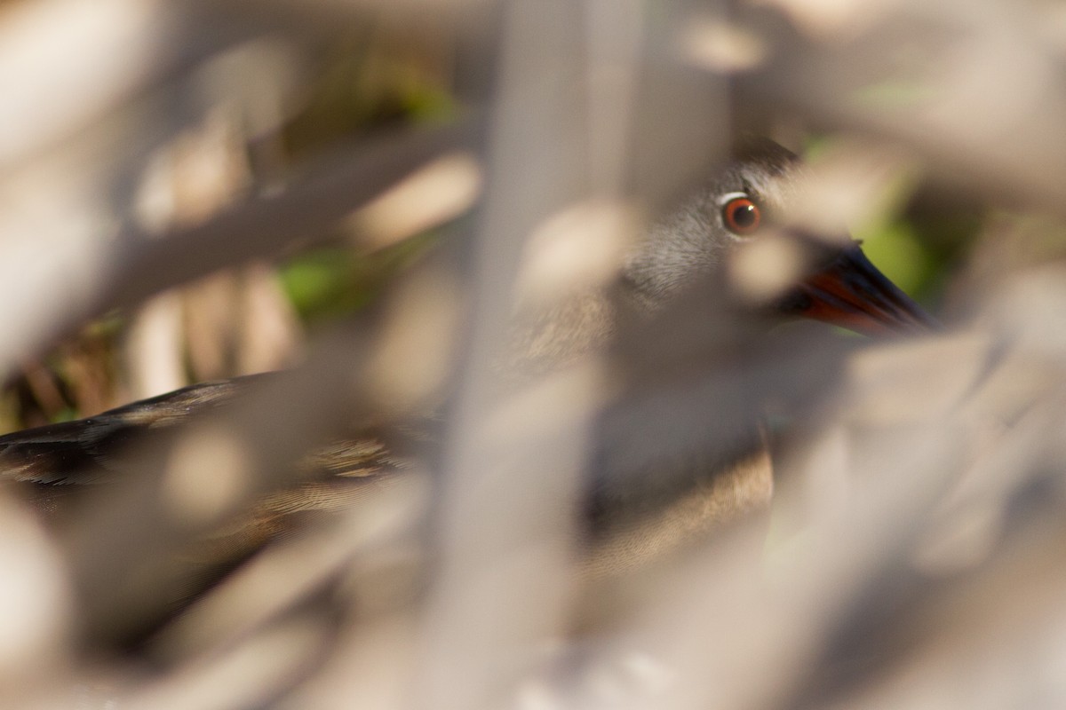 Virginia Rail - ML55355551