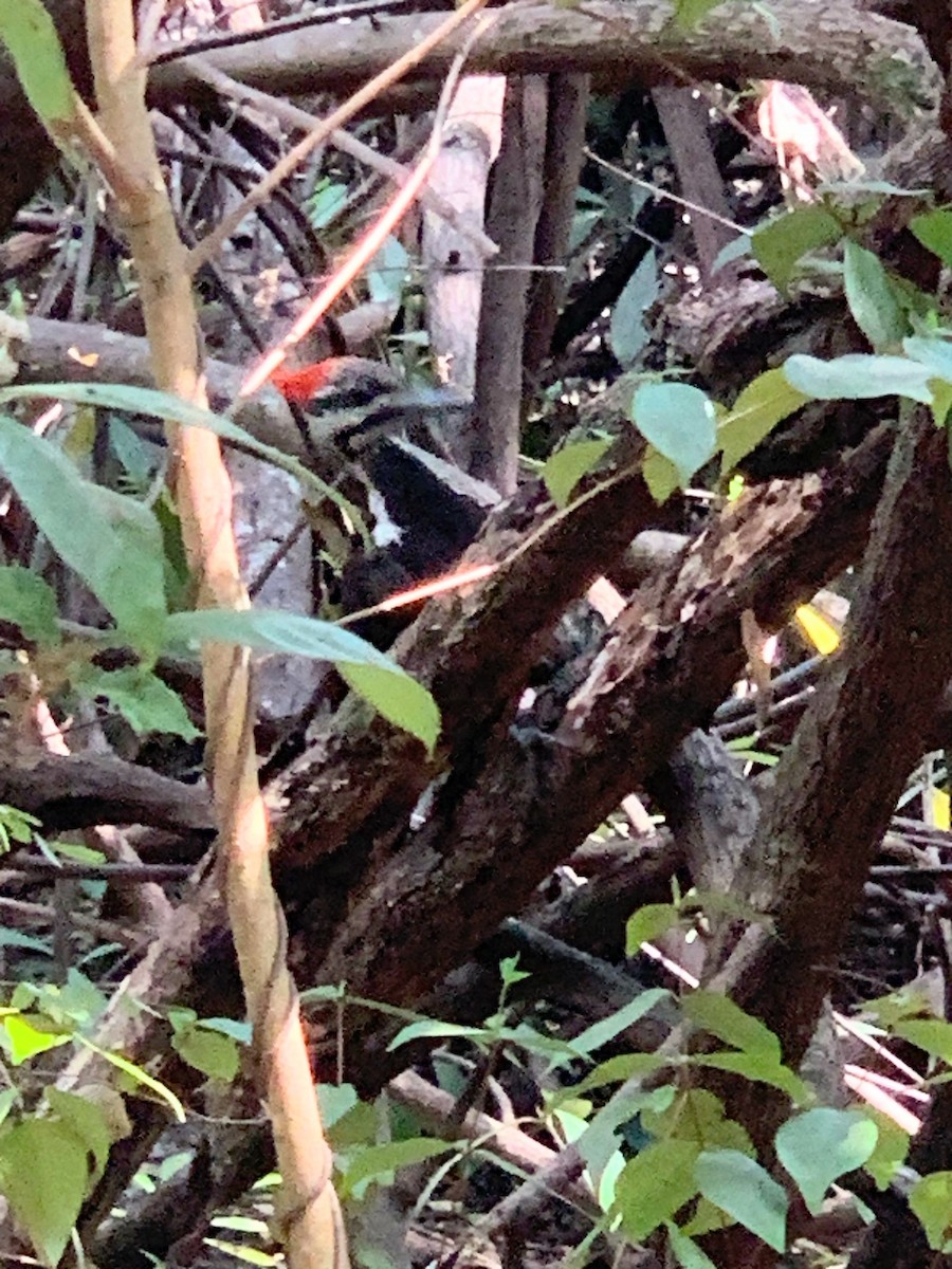 Pileated Woodpecker - juan murillo