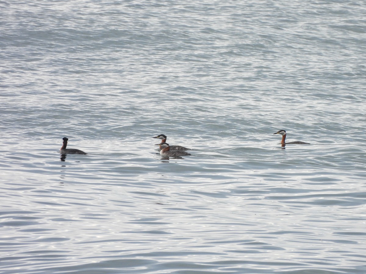 Red-necked Grebe - ML553556191