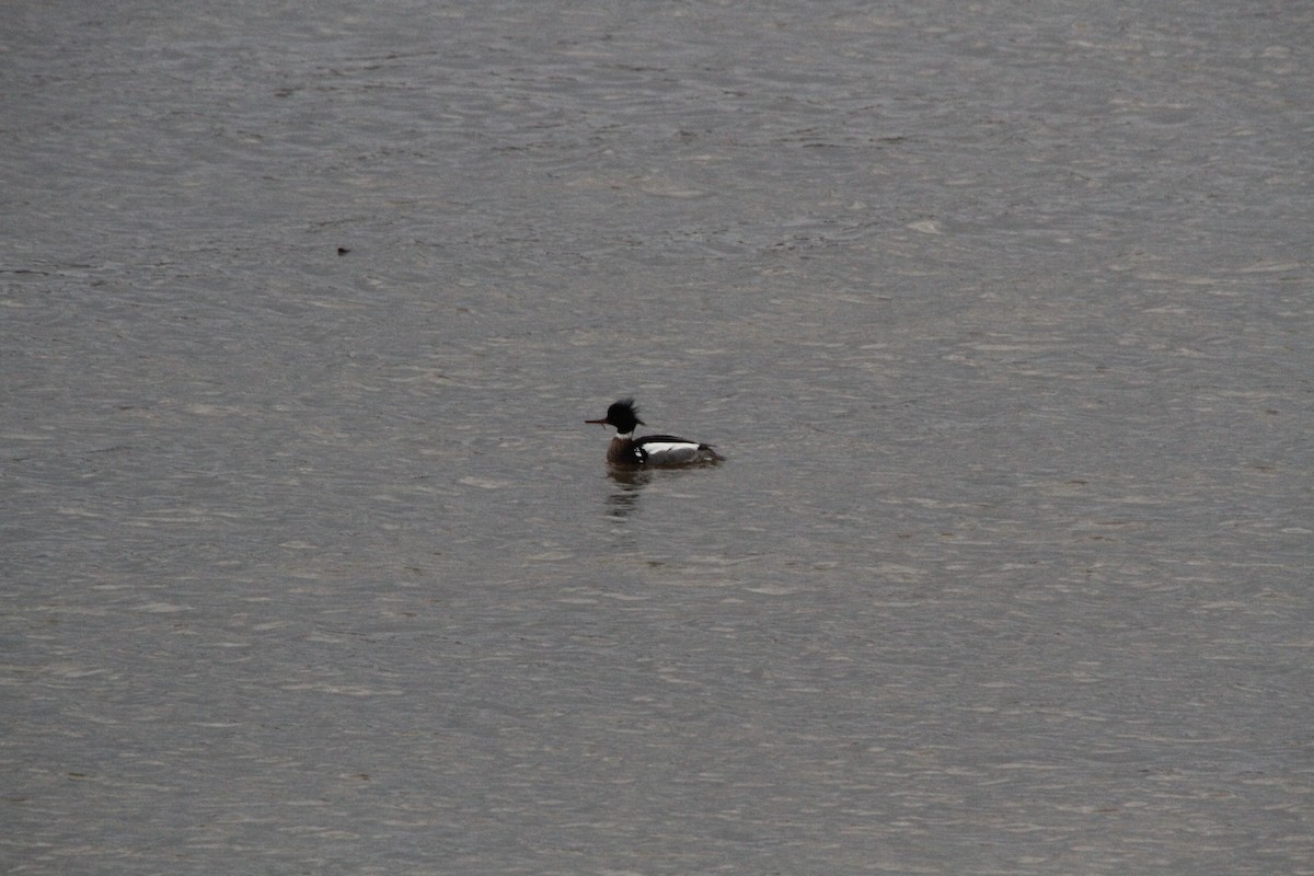 Red-breasted Merganser - ML553556841