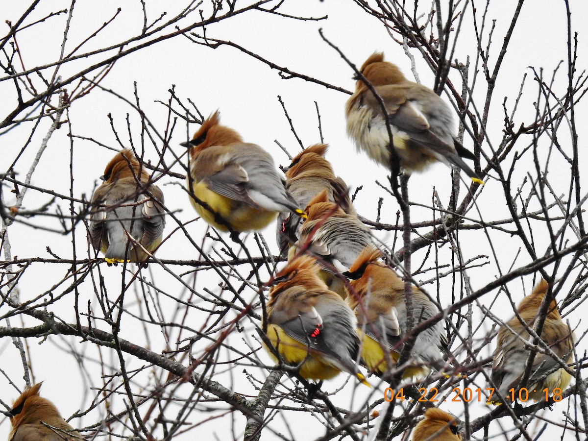 Cedar Waxwing - ML55356101