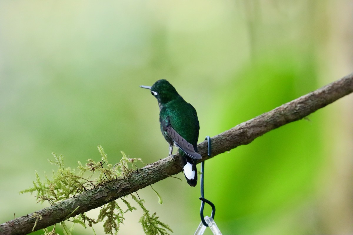 Purple-bibbed Whitetip - Jack Hagan