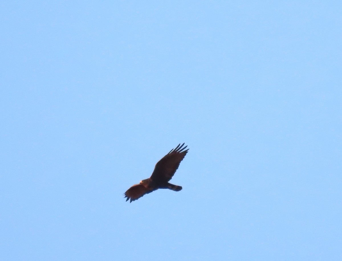 Zone-tailed Hawk - ML553561681