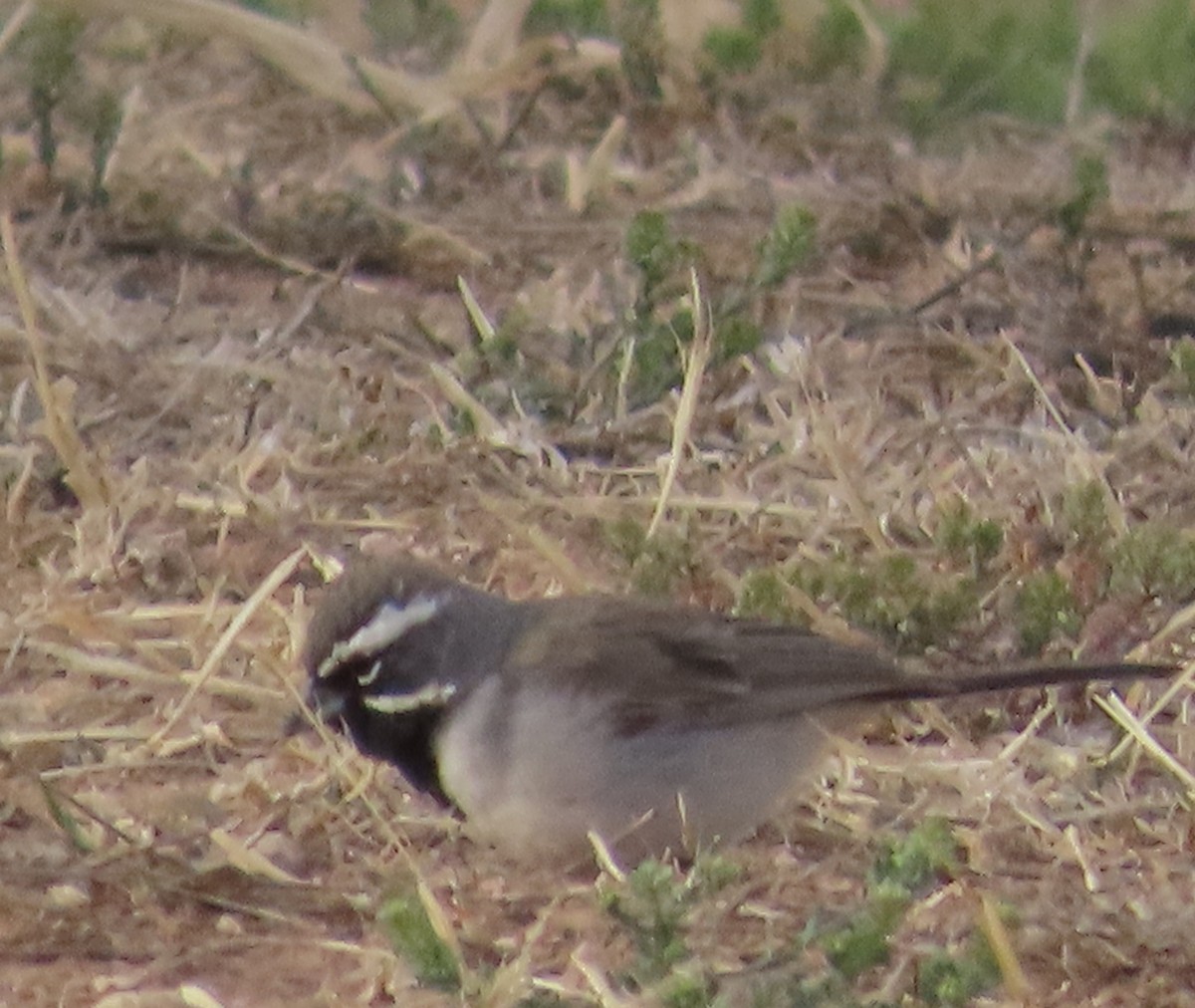 Black-throated Sparrow - ML553562221