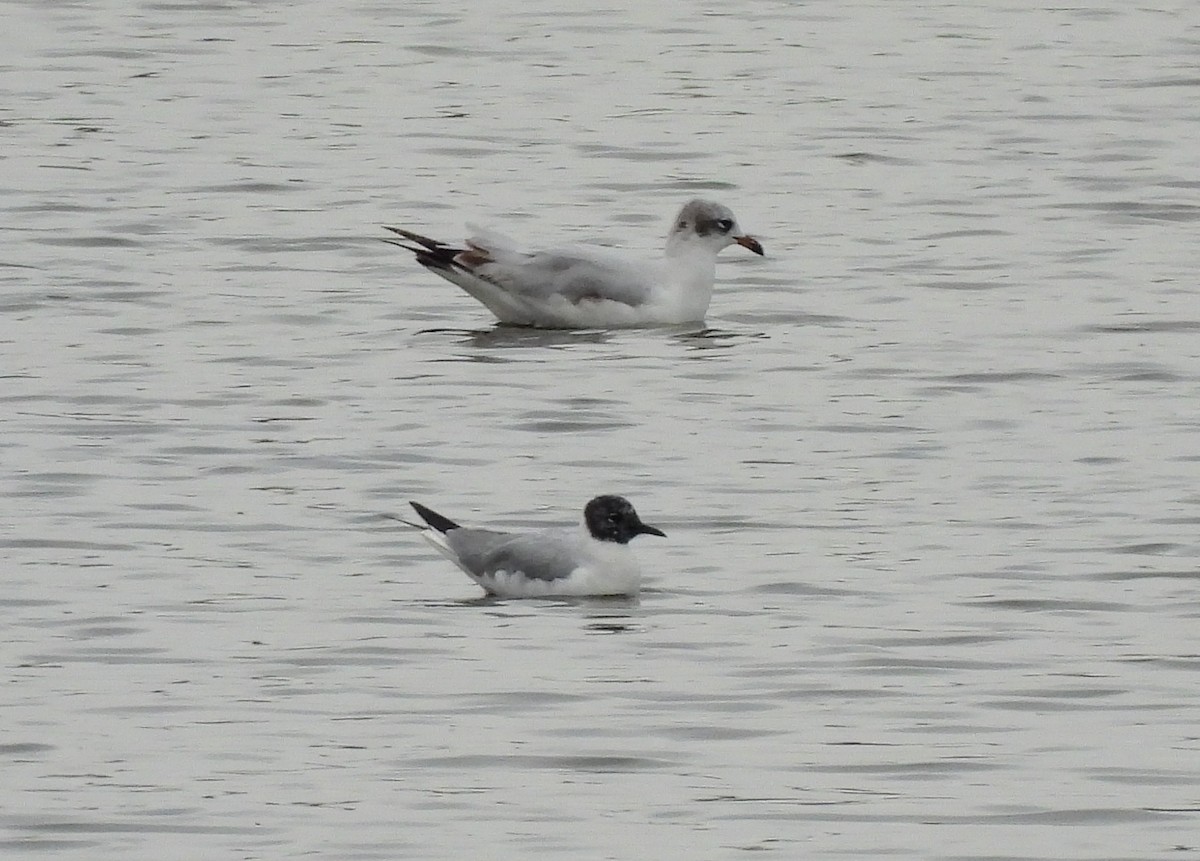 Bonaparte's Gull - Ignacio Barrionuevo