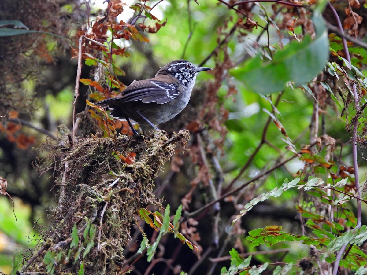 Bar-winged Wood-Wren - ML553565141