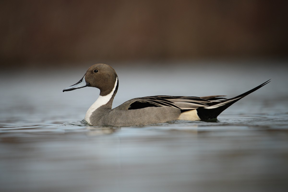 Northern Pintail - Adam Kunsken