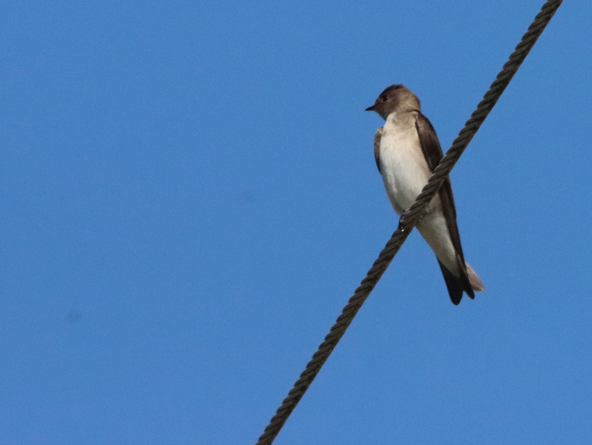 Northern Rough-winged Swallow - ML553565751