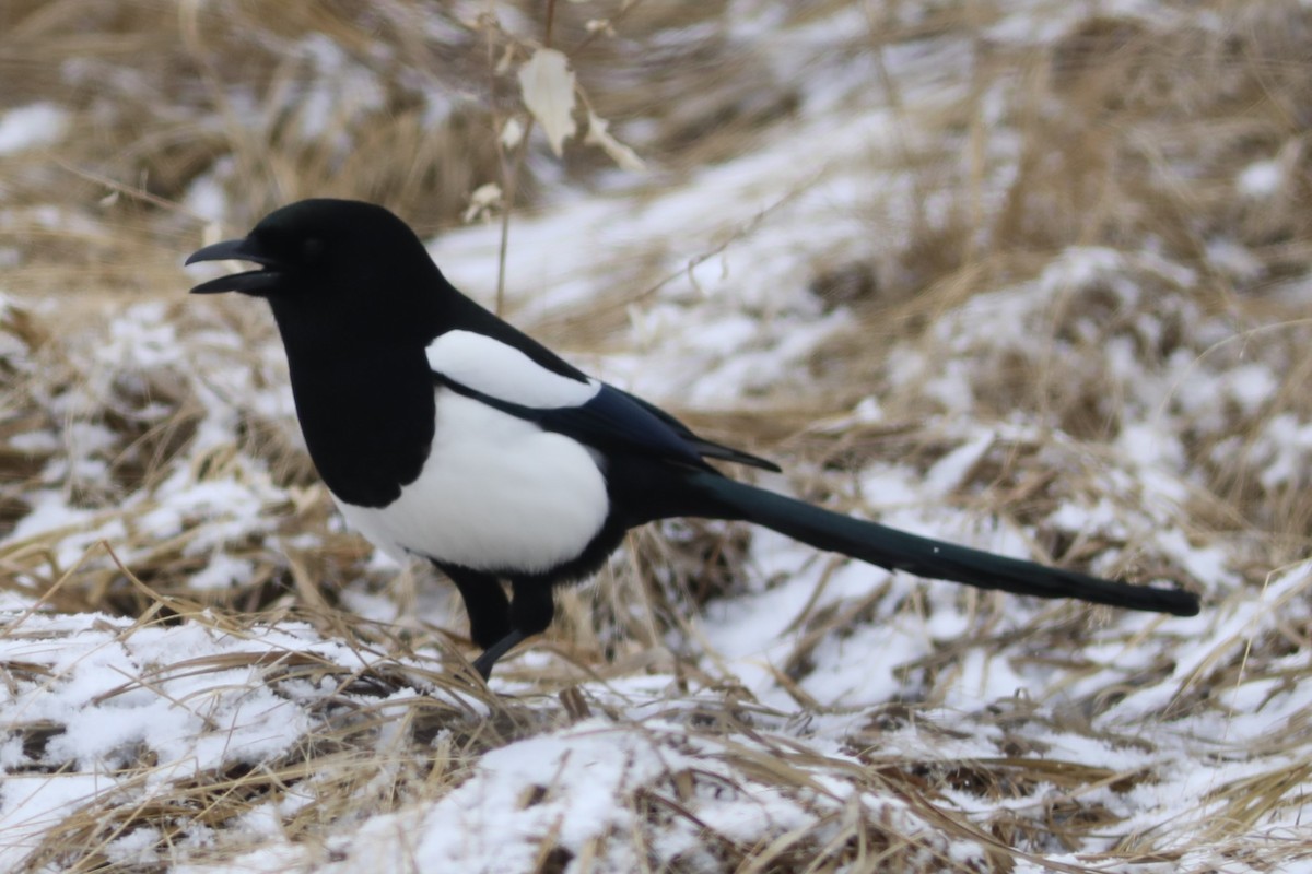 Black-billed Magpie - ML553566961