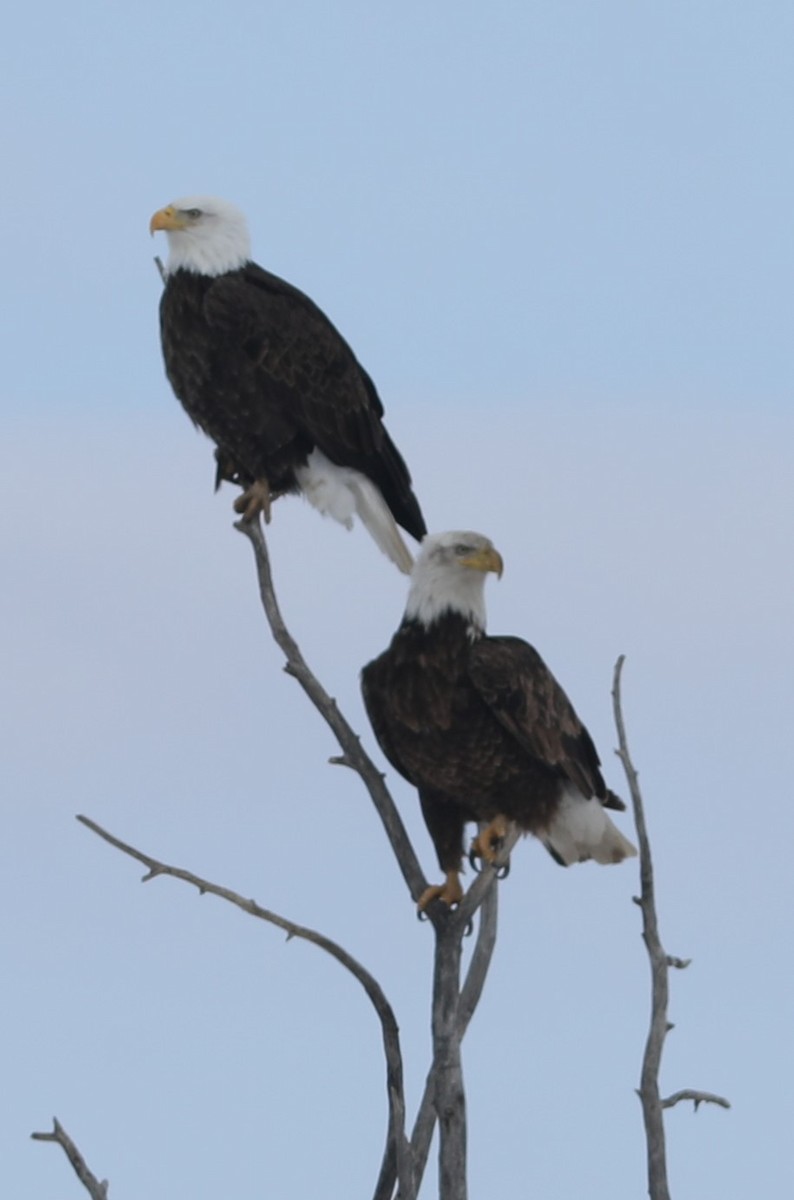 Bald Eagle - ML553567161