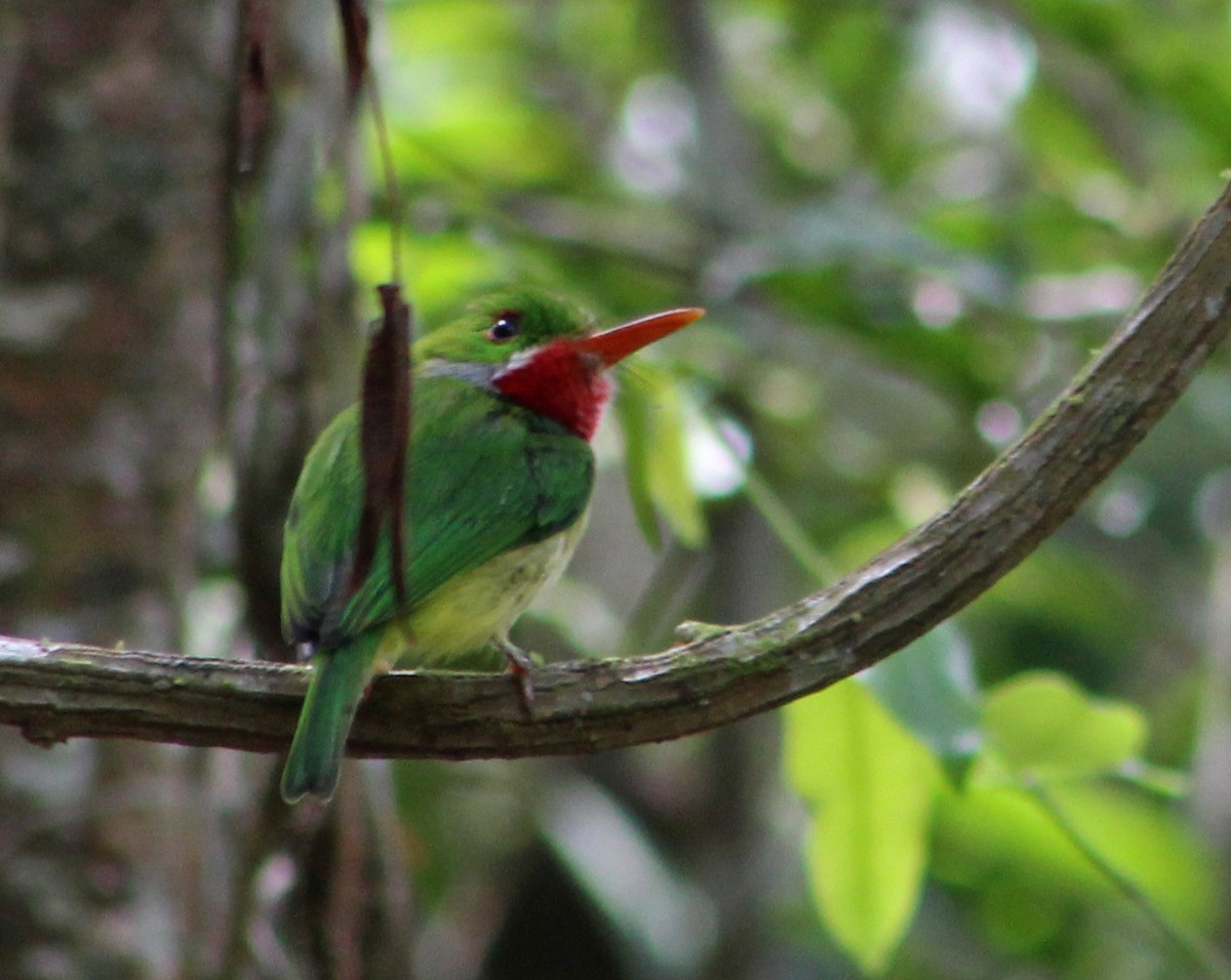 Jamaican Tody - ML553567221