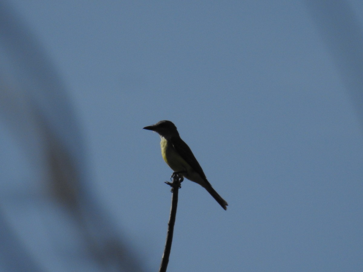 Tropical Kingbird - adriana centeno
