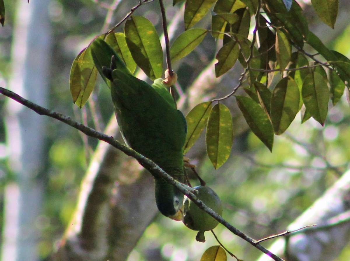 Yellow-billed Parrot - ML553567601