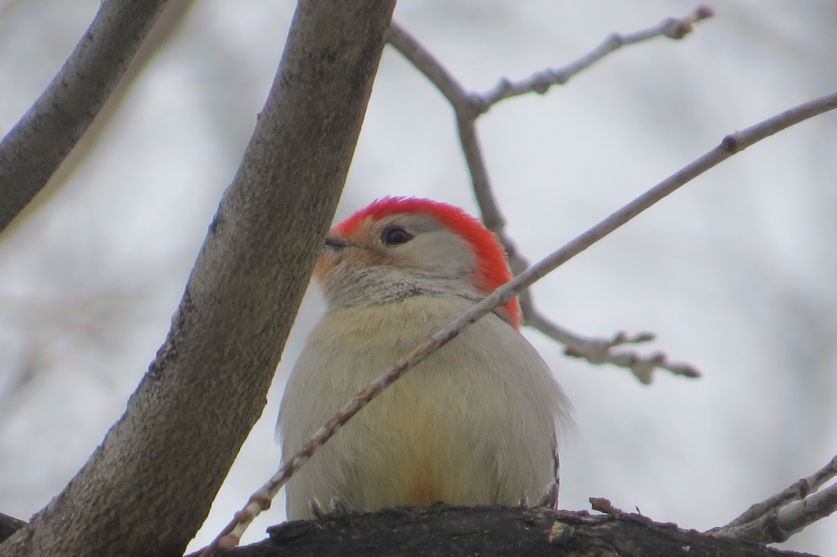 Red-bellied Woodpecker - Moira Swinton