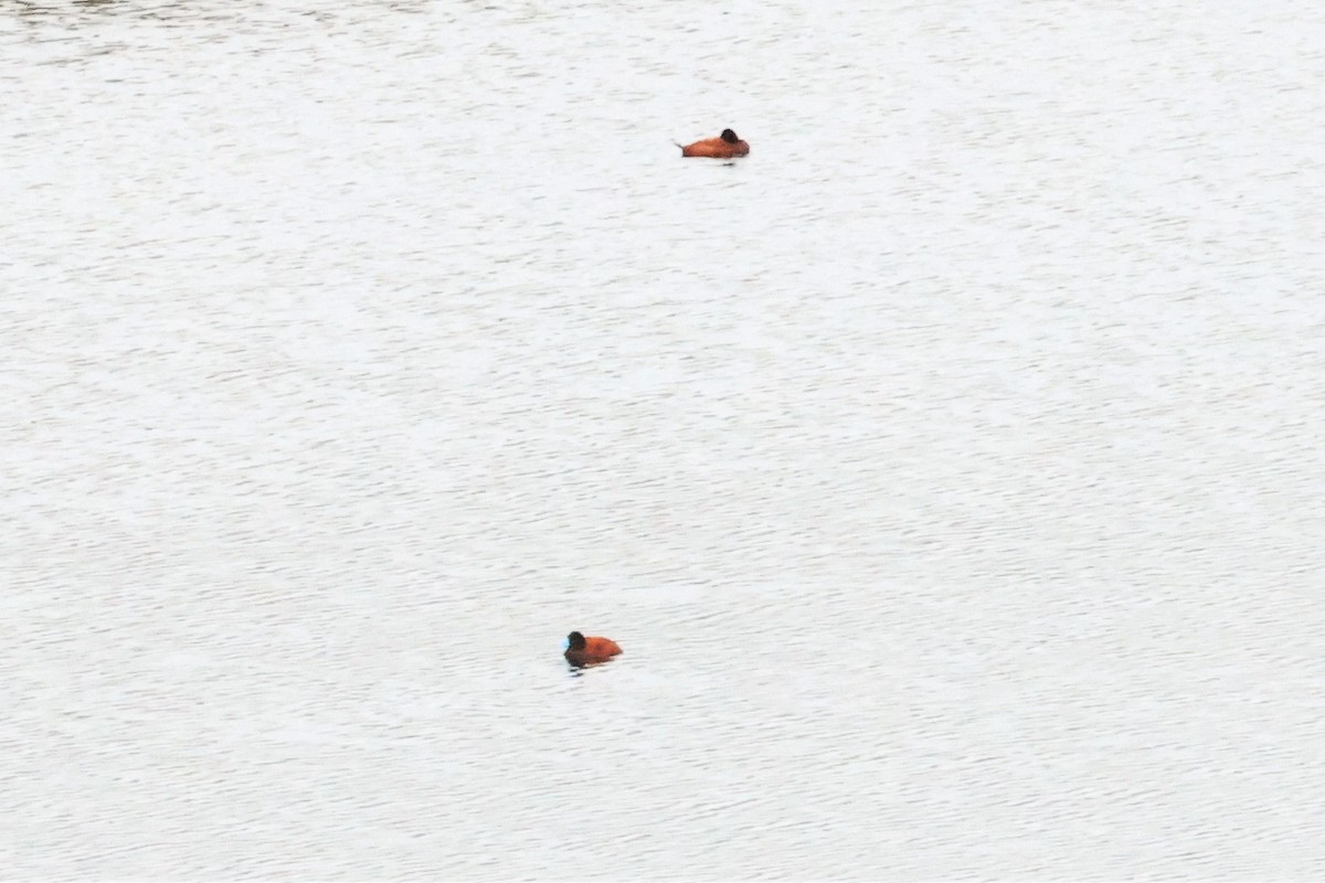 Andean Teal (Andean) - ML553568121