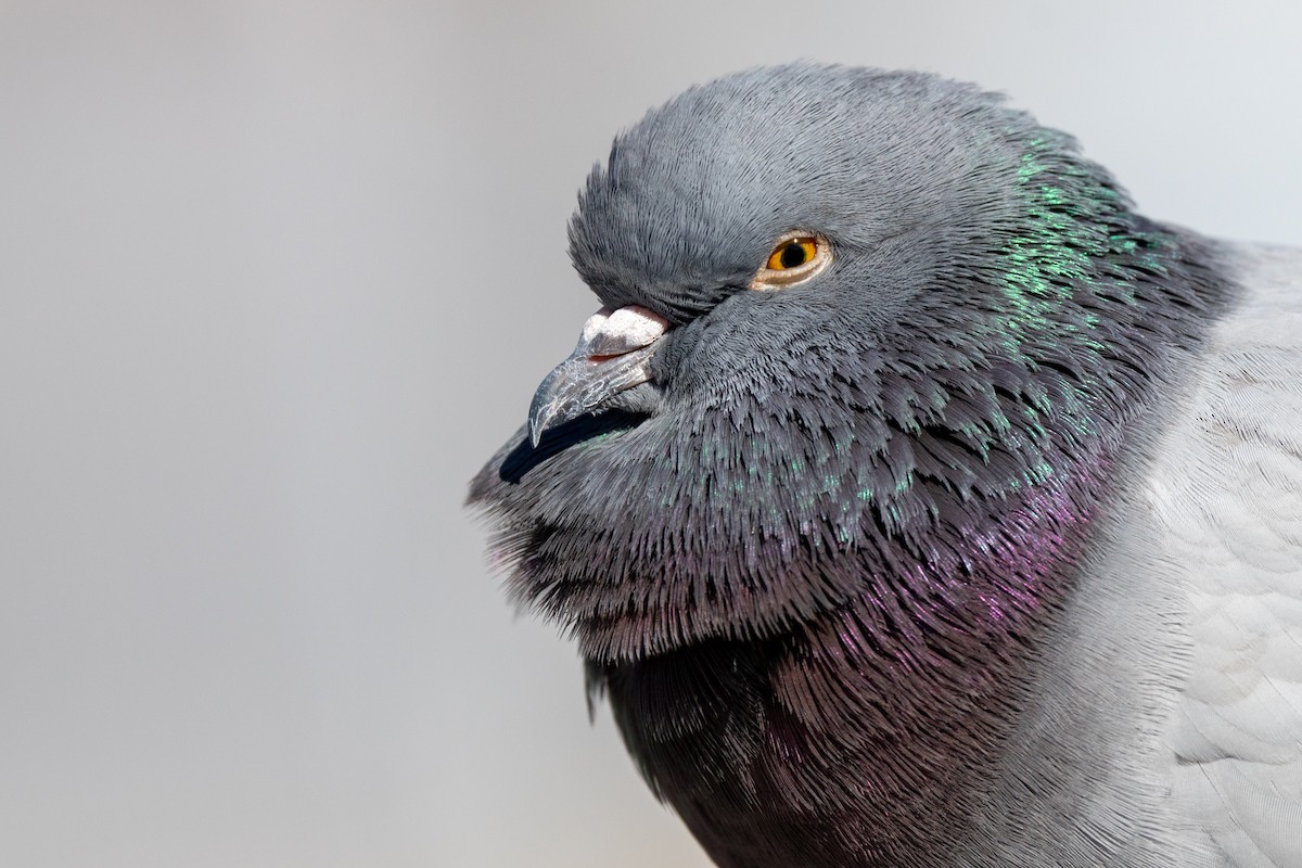 Rock Pigeon (Feral Pigeon) - ML553571151