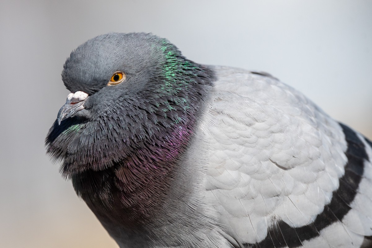 Rock Pigeon (Feral Pigeon) - ML553571171
