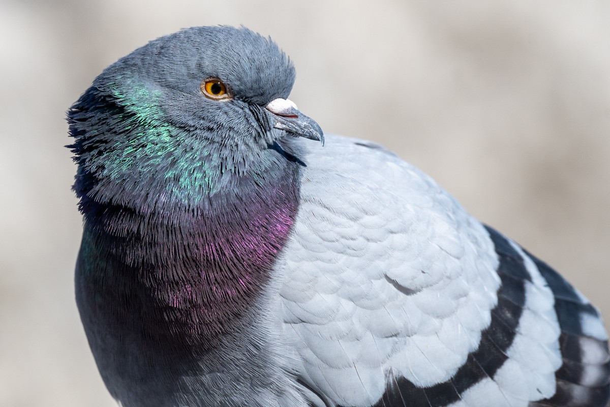 Rock Pigeon (Feral Pigeon) - ML553571231