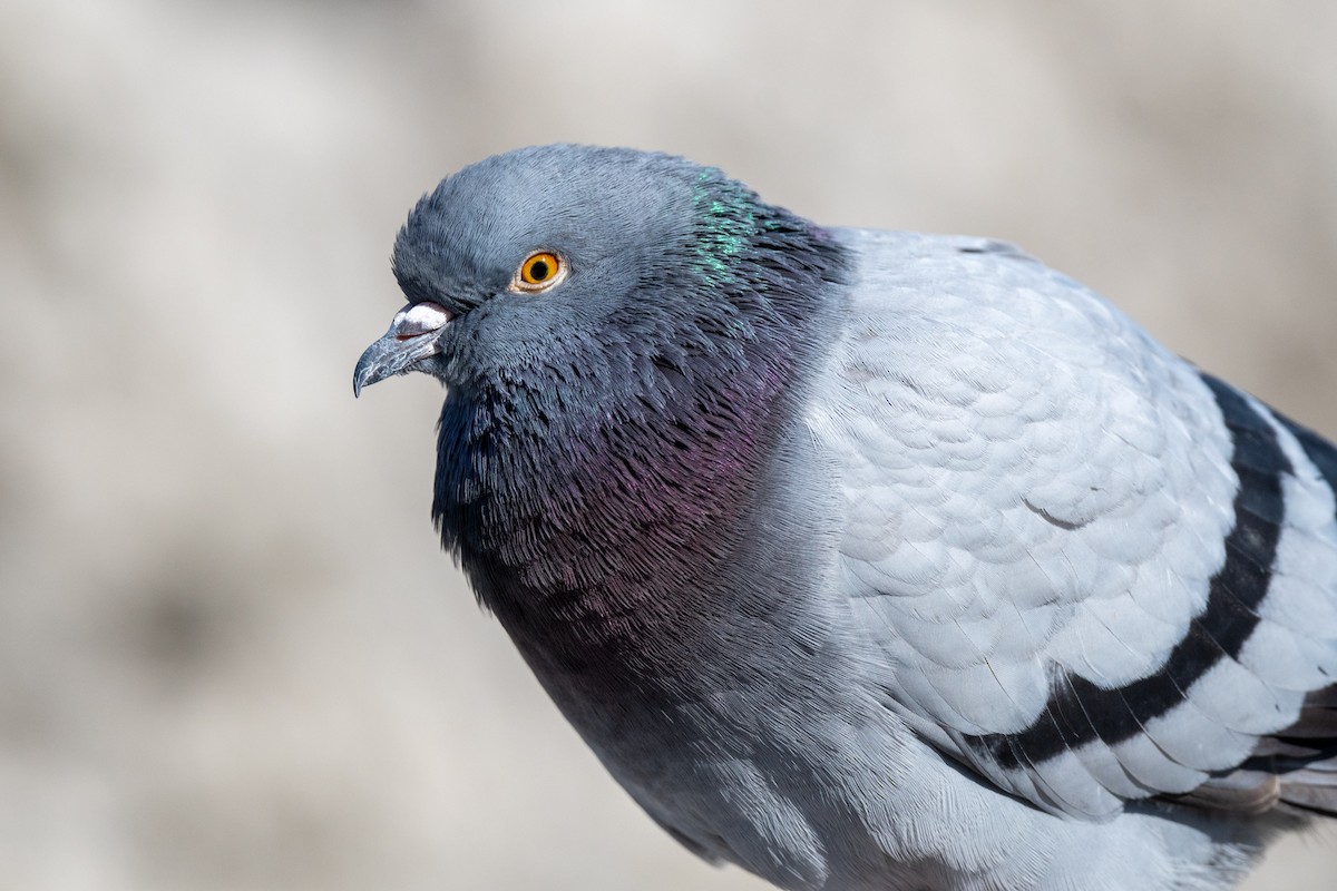 Rock Pigeon (Feral Pigeon) - ML553571291