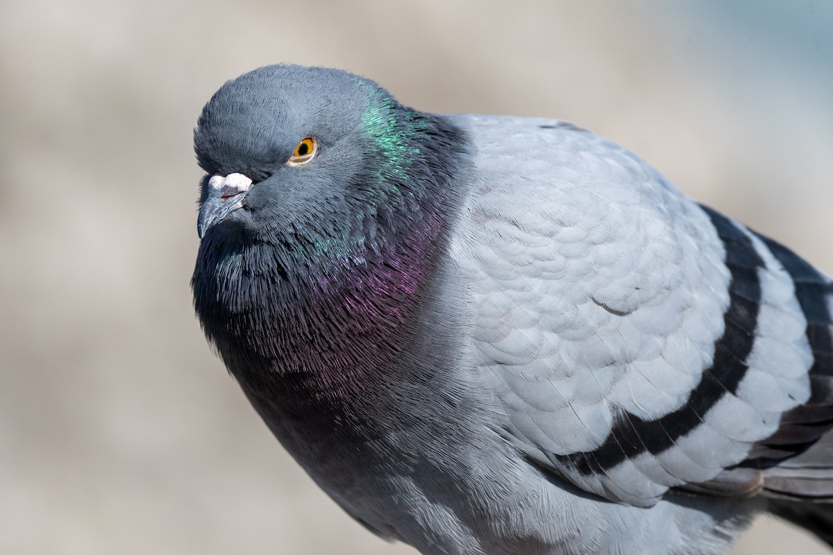 Rock Pigeon (Feral Pigeon) - ML553571331