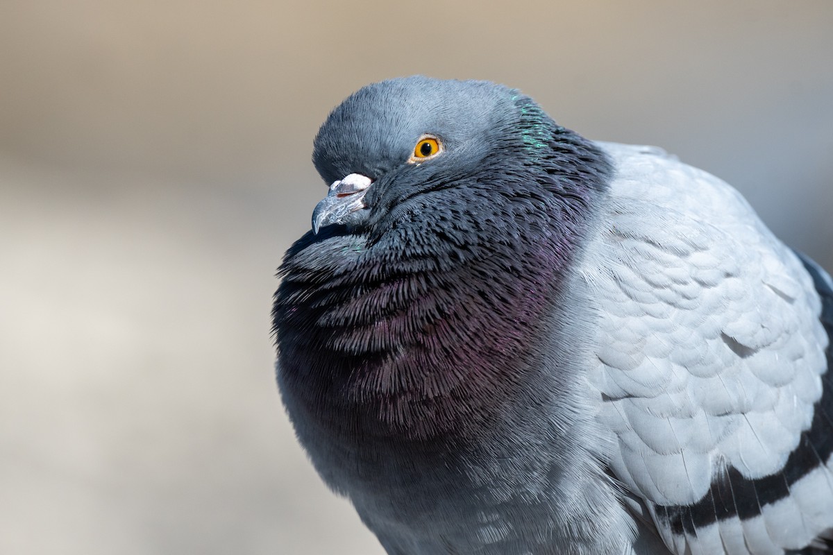 Rock Pigeon (Feral Pigeon) - ML553571491