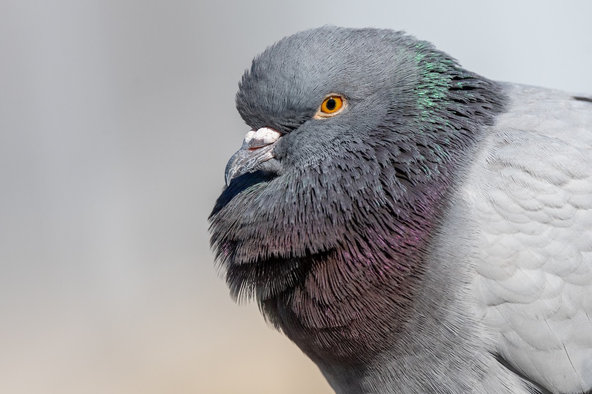 Rock Pigeon (Feral Pigeon) - ML553571541