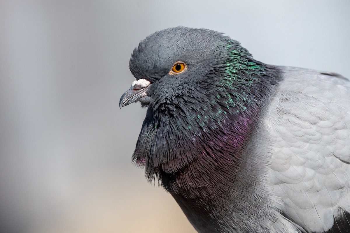 Rock Pigeon (Feral Pigeon) - ML553571631