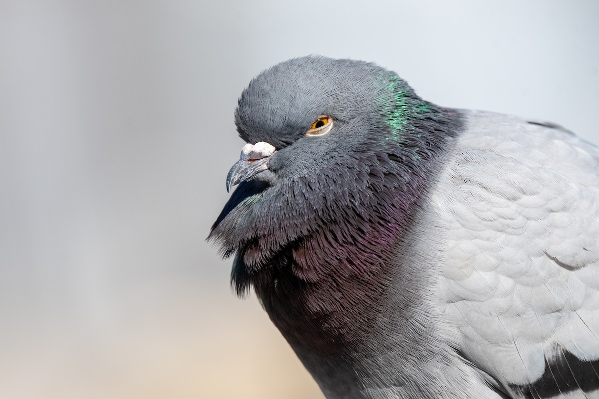 Rock Pigeon (Feral Pigeon) - ML553571721