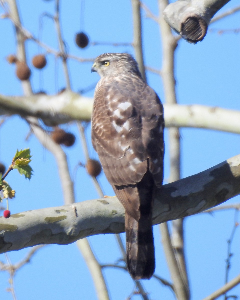 Cooper's Hawk - ML553572071