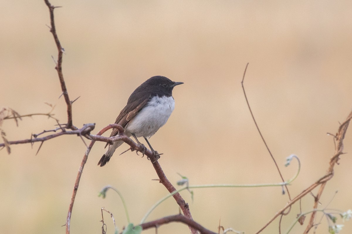 Variable Wheatear (Blyth's) - Ramit Singal