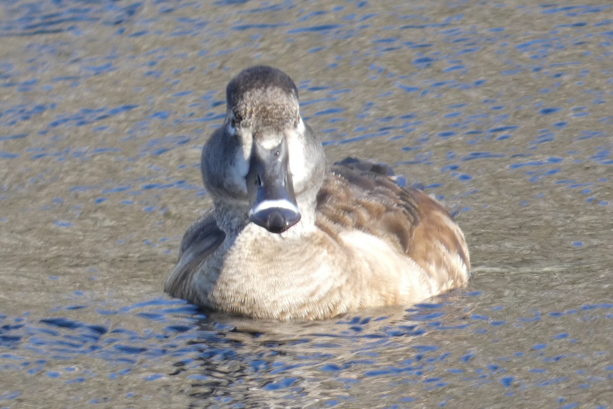 Ring-necked Duck - ML553574781