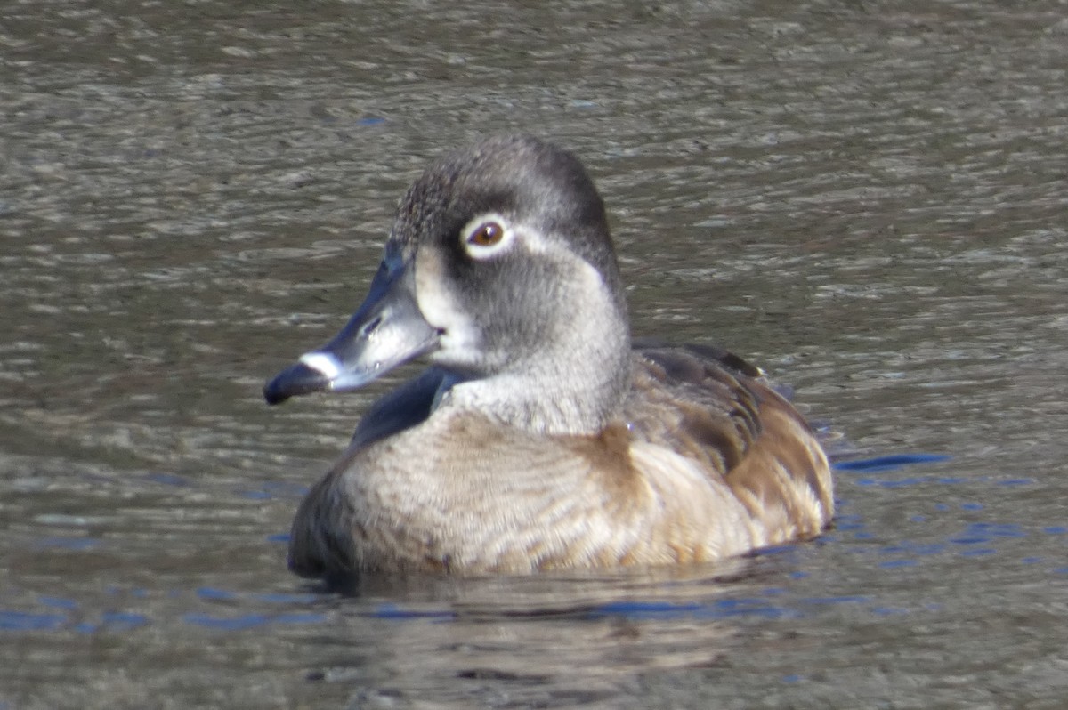 Ring-necked Duck - ML553574791