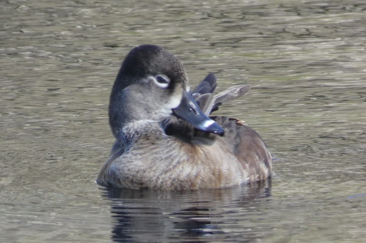 Ring-necked Duck - ML553574801