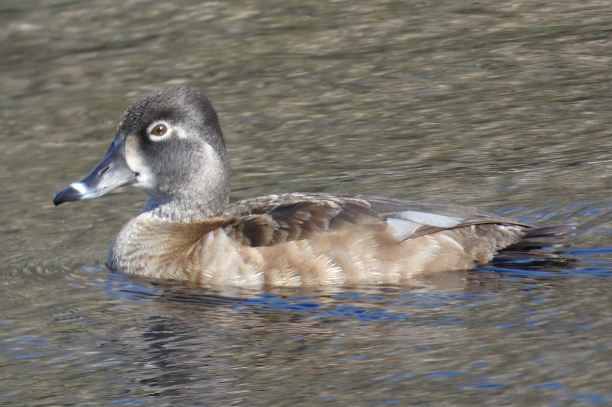 Ring-necked Duck - ML553574811