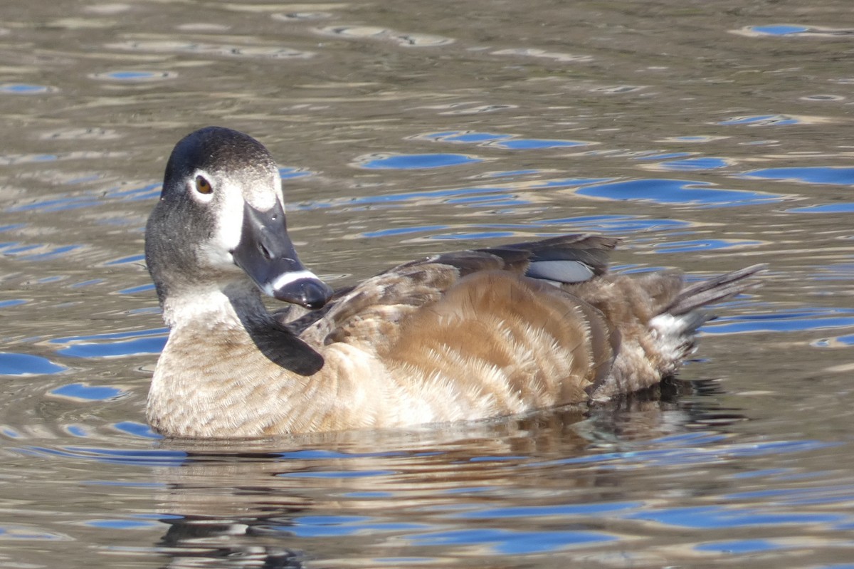 Ring-necked Duck - ML553574851