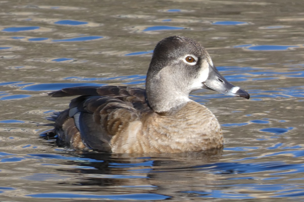 Ring-necked Duck - ML553574861