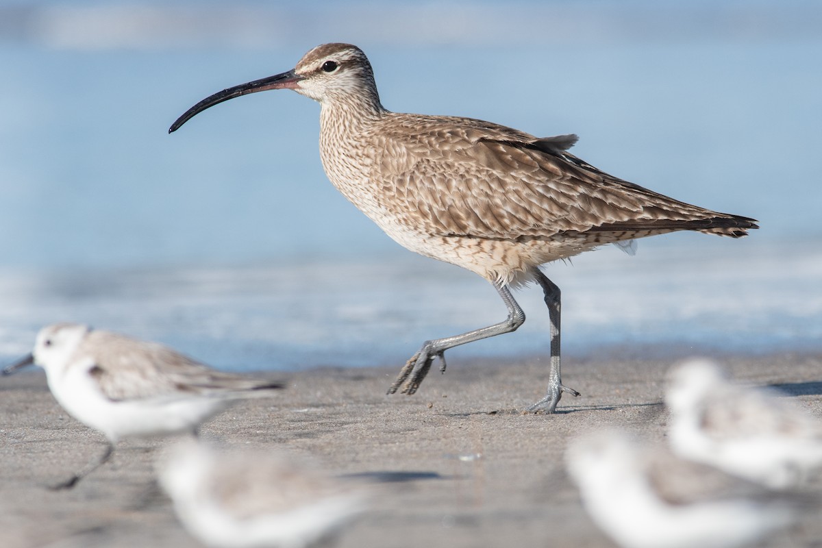 Whimbrel - Daniel Field