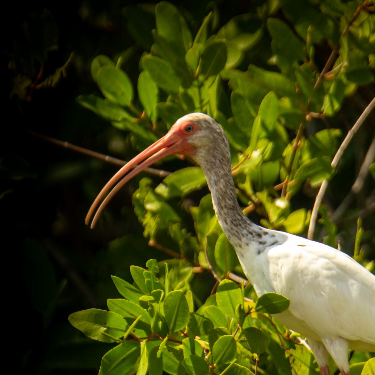 White Ibis - ML553576591