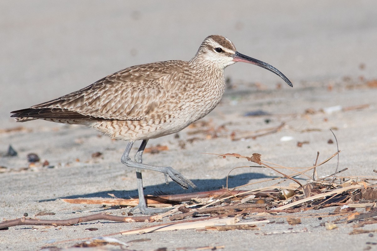 Whimbrel - Daniel Field