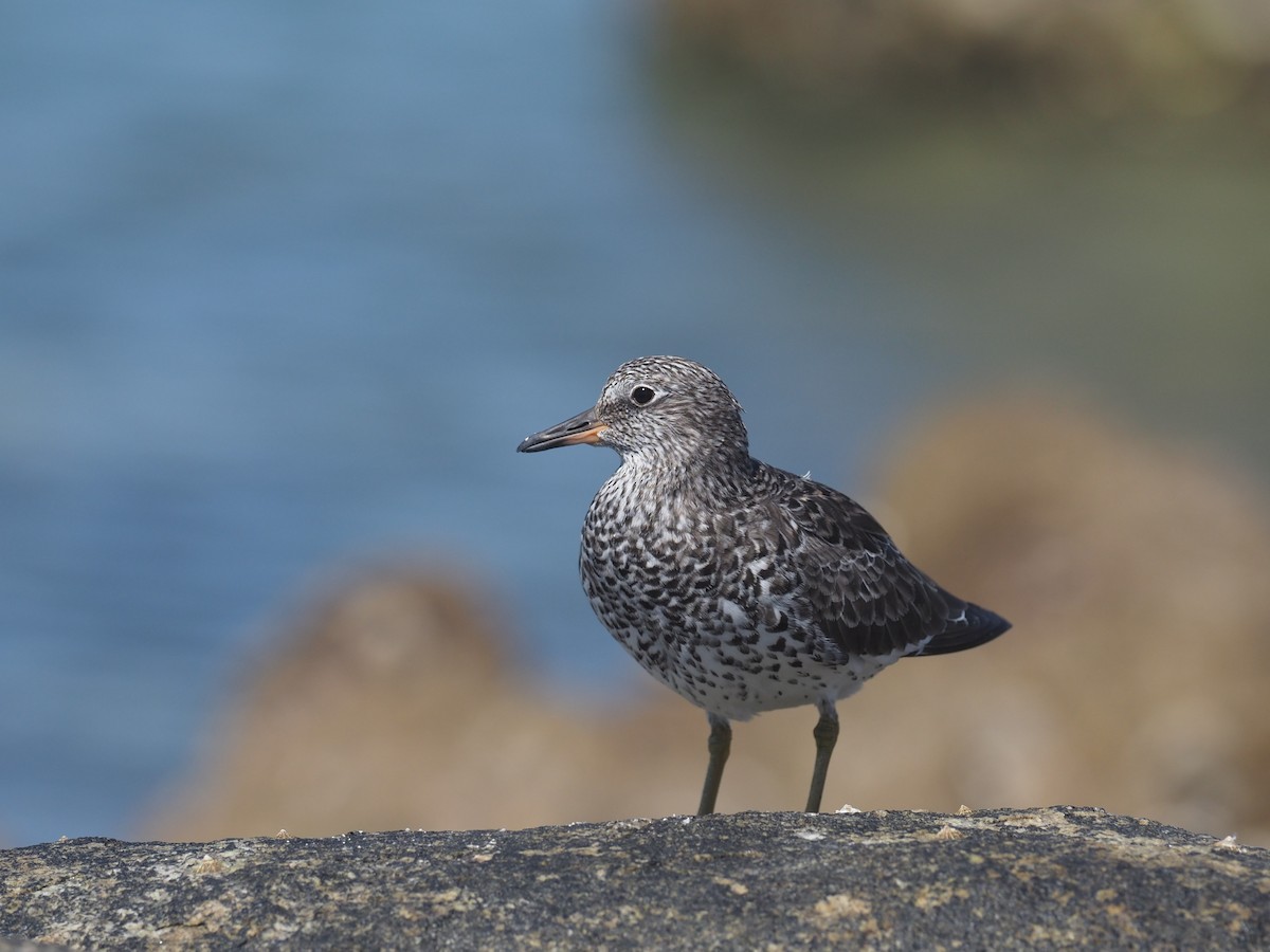 Surfbird - ML553576961