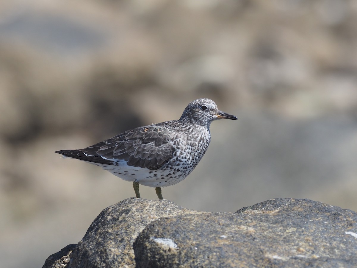 Surfbird - Nathan Pieplow