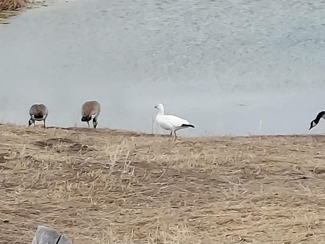 Snow Goose - ML553577171